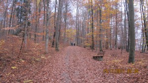 In the woods..