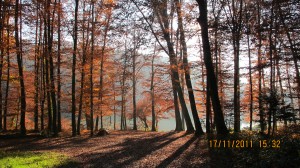 Pretty colours and shadows alongside the Rhine