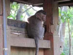Resident of Monkey Forest