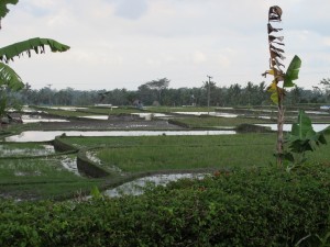Terraced rice paddies
