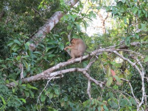 Pig tailed Macaque