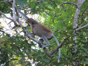 Female proboscis monkey