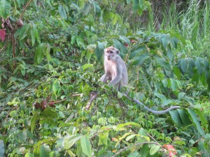 Long tailed Macaque