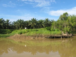 The biggest threat to the sanctuary..oil palm plantations