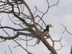 Oriental Pied Hornbill