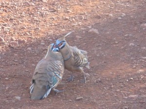 Amorous Spinifex pigeons in Karajini NP