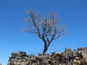 Tree art on ridge