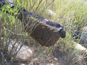 Wild African bees - fortunately docile..!