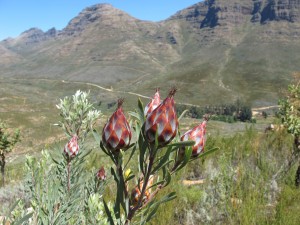 Cape Protea about to bloom with mountain backdrop
