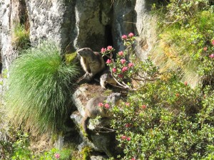 Encounter with Marmots - similar to Cape Dassie 