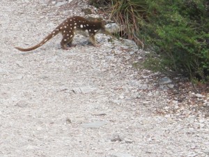 Eastern spotted Quoll