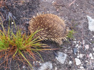 Echidna with snout buried looking for ants..!